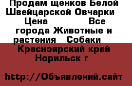 Продам щенков Белой Швейцарской Овчарки  › Цена ­ 20 000 - Все города Животные и растения » Собаки   . Красноярский край,Норильск г.